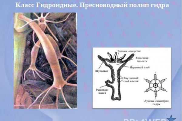 Полезные сайты тор